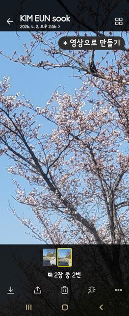 이 꽃나무 무슨 나무인지 알려주세요.의 0번 째 이미지