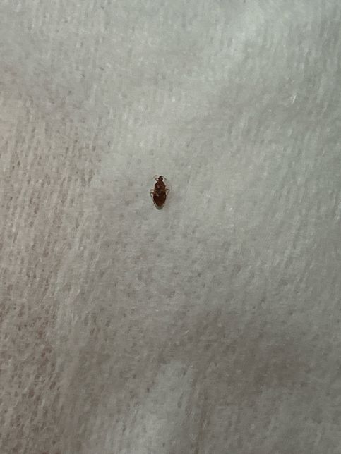 원룸 빈대 제발 간절합니다ㅜㅜㅜㅜㅜㅜ의 1번 째 이미지