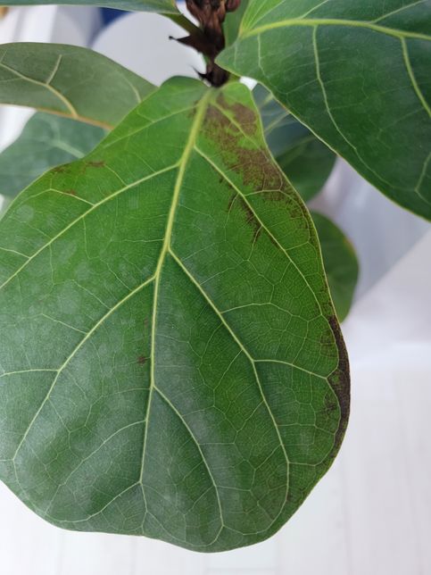 거실에서 키우는 고무나무 사진 봐주세요~~의 2번 째 이미지