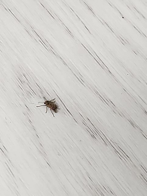 집에서 이 벌레가 계속 나오네요 이름 좀 알려주세요 ㅠ의 0번 째 이미지