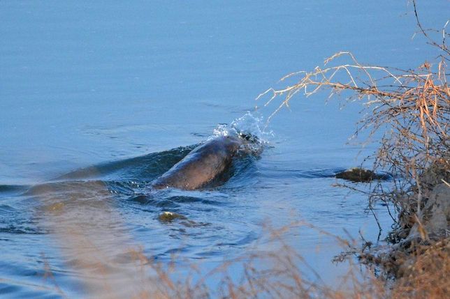 수달은 왜 추운 겨울에 물로 들어가도 차가운 기온을 못 느낄까요?의 1번 째 이미지