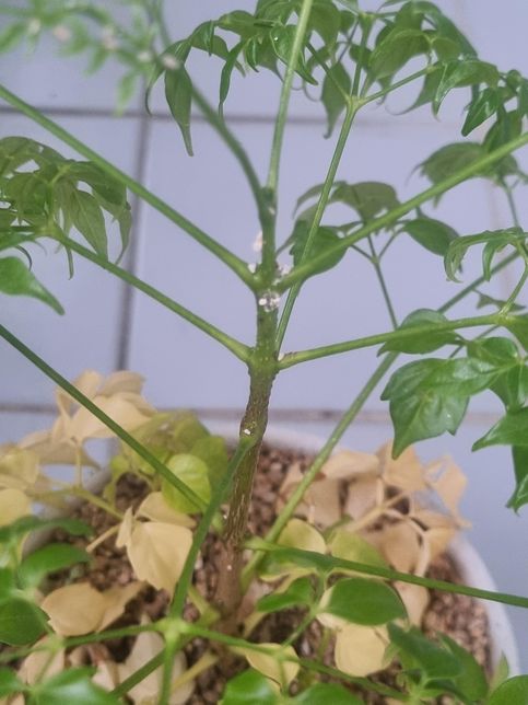 행복나무에 벌레가생겼어요.벌레생기는이유가뭔가요?의 0번 째 이미지