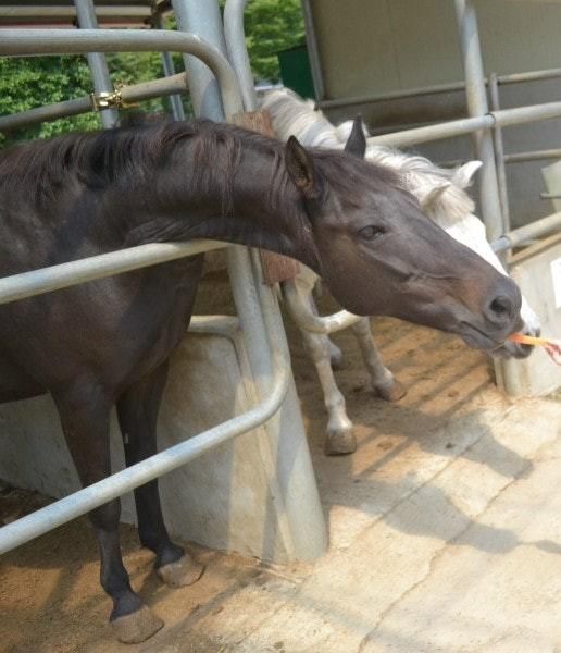 사람이 키우는 말도 타려고 하거나 사료를 주려다 발로 차거나 물어서 죽일 수 있나요?의 0번 째 이미지