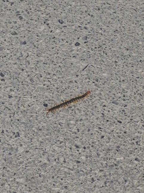 길가다가 발견한 지네 벌레이름좀 알려주십시요의 0번 째 이미지