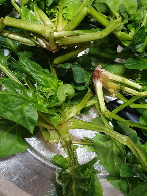 온라인으로 구입한 섬초 상태 좀 확인해 주세요의 1번 째 이미지