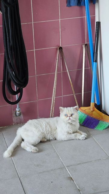 사진 속 고양이 종이 뭔지 알 수 있을까요?의 1번 째 이미지