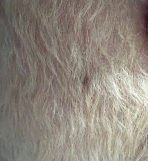 강아지 등에 피딱지 같은 게 대여섯 군데 있는데 질병인가요의 2번 째 이미지