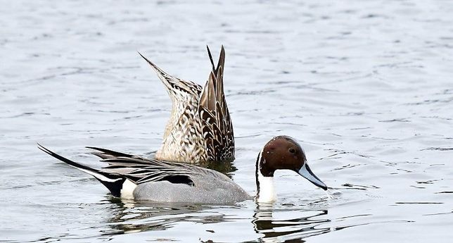 고방오리는 왜 청둥오리보다 더 깊이 잠수를 잘 할수 있나요?의 0번 째 이미지