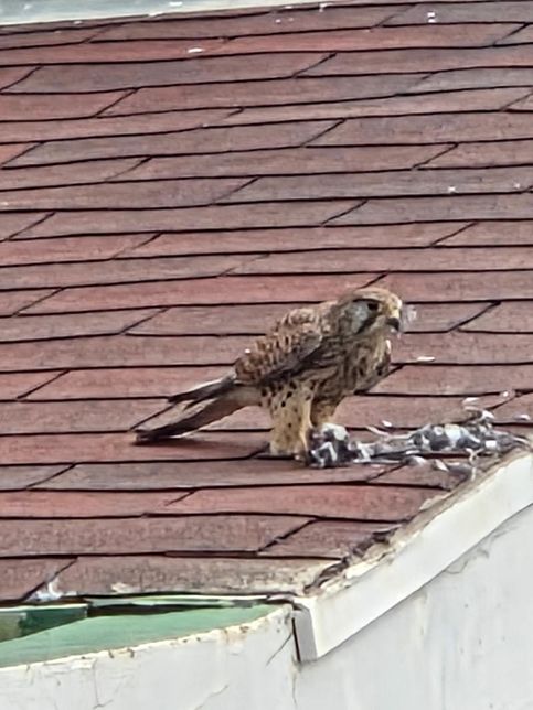 황조롱이는 어떻게 도시에서도 자기 몸보다 큰 비둘기를 제압하게 되었나요?의 2번 째 이미지