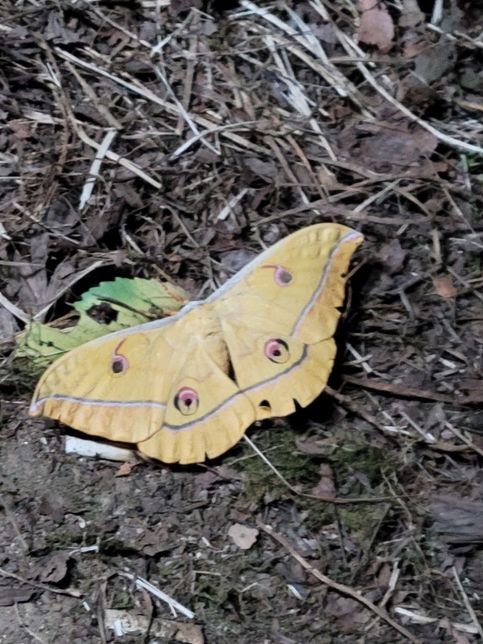 이 나방 정말 이름이 너무 궁금해요 ㅎㅎ의 0번 째 이미지