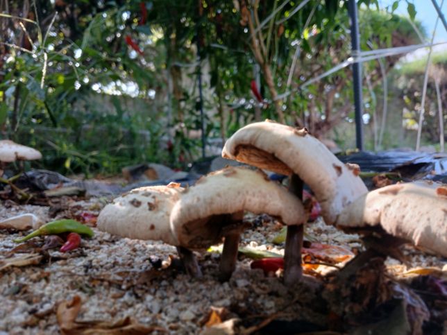 버섯입니다 .식용가능한가요???의 3번 째 이미지