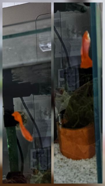 구피가 수직으로 헤엄치는 행동을 하는데 왜 그런걸까요?의 0번 째 이미지