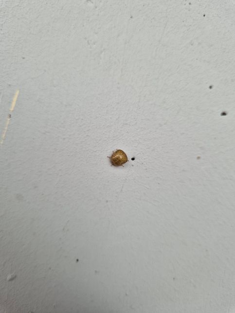 우연히 봤는데 무슨 벌레인지 알수있을까요?의 0번 째 이미지