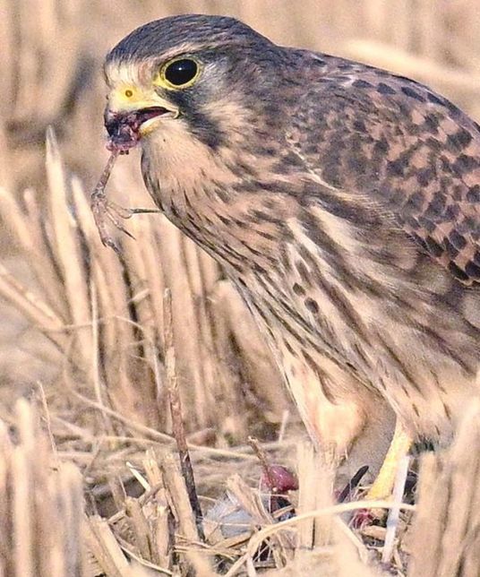 횡조롱이가 입에 물고 있는 사냥감의 발은 어떤 새인가요?의 0번 째 이미지