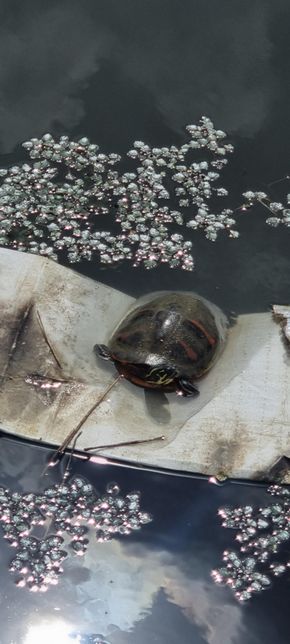 동네 호수에 보이는 거북이인데 어떤 종 일까요?의 0번 째 이미지