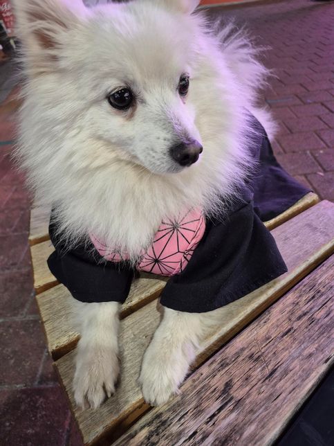 우리강아지 귀멸의 칼날못입혔는데 어때요?의 3번 째 이미지