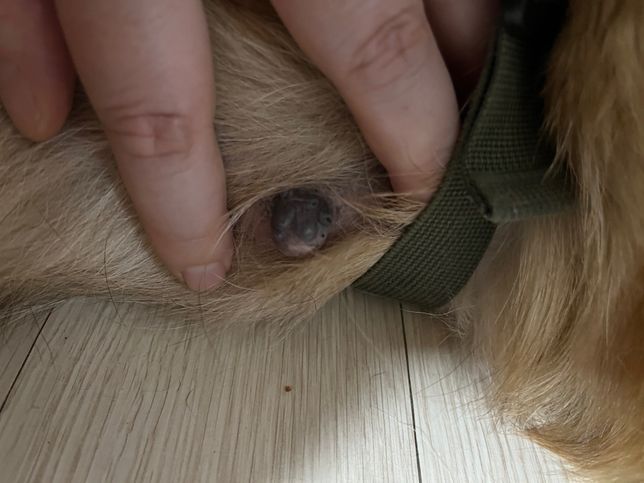 강아지 젖꼭지가 왜 그런거죠? 수의사님의 0번 째 이미지