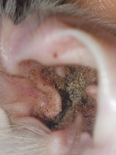 고양이 귀 안에 이물질이 있는데 무엇인지의 0번 째 이미지