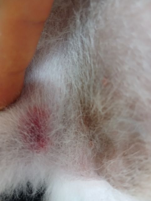 강아지 진드기 물렸을때 어떻게 해야하나요?의 1번 째 이미지