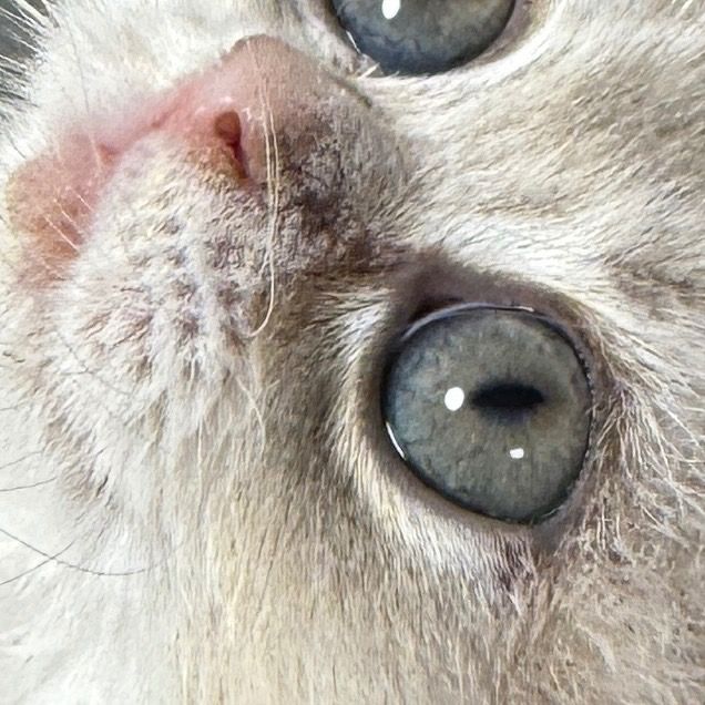 아기고양이 턱 털 빠짐 및 코 옆 까맣게 변함의 2번 째 이미지