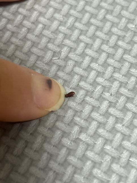 집에서 엄청 쪼매난 벌레가 나왔는데 이거 뭔가오의 0번 째 이미지