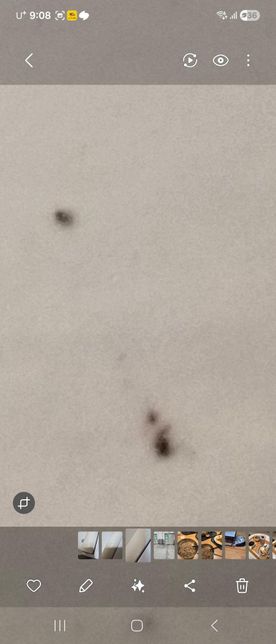 안녕하세요 먼지다듬이 맞나요???의 2번 째 이미지