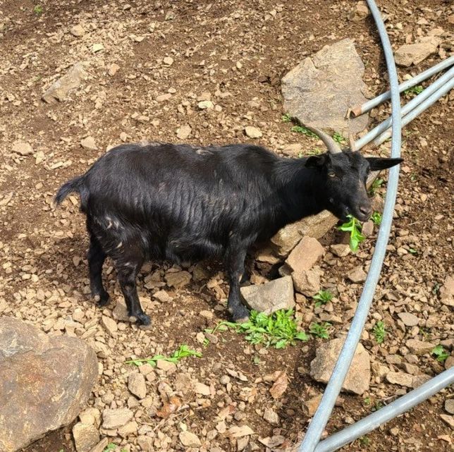 야생에 도망가서 문제를 일으키는 유기흑염소를 막아낼 대책은 없을까요?의 1번 째 이미지
