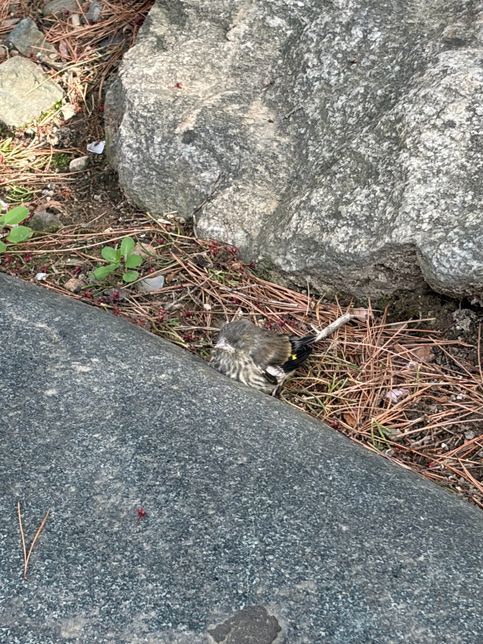 둥지에서 떨어진거 같은 아기새를 발견함의 0번 째 이미지