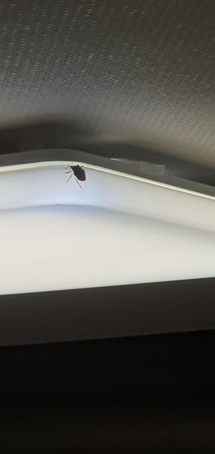 이 벌레 이름이 어떤건지 아시는분 계실까요?의 1번 째 이미지