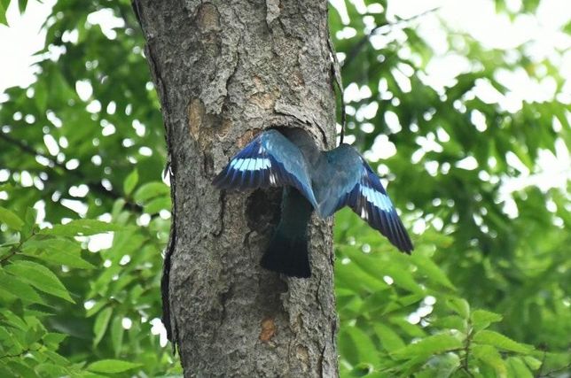 요즘 왜 우리나라에 여름철새들의 번식률이 더 빨라졌나요?의 3번 째 이미지