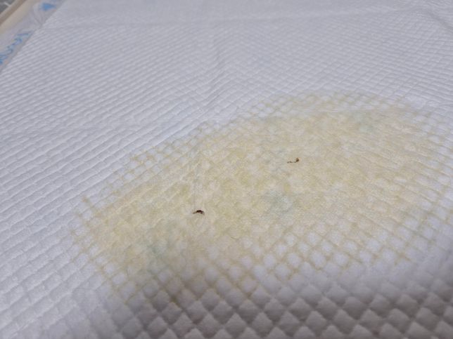 암컷강아지 중성화이후 오줌에서 갈색이물질발견의 0번 째 이미지