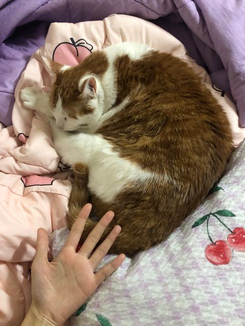 고양이가 사료랑 물을 안먹어요ㅜㅜㅜ의 0번 째 이미지