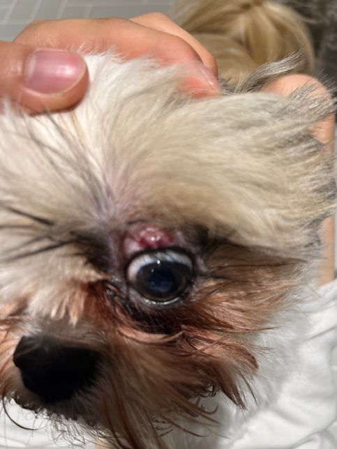 강아지 눈에 이상하게 있어요 도와주세요의 1번 째 이미지