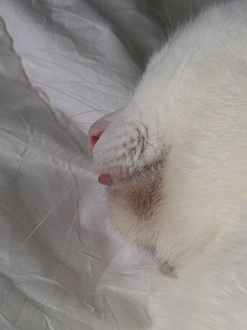 고양이 턱드름 해결방법 묻고싶습니다의 0번 째 이미지