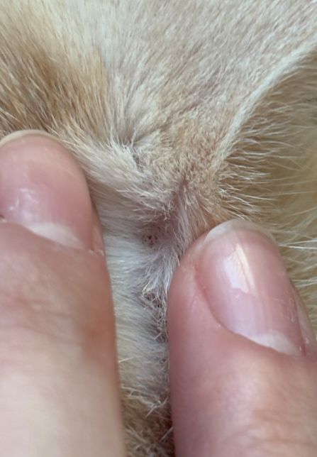 고양이 상처나면 털이 빠지기도 하나요? 아님 링웜일까요?의 1번 째 이미지