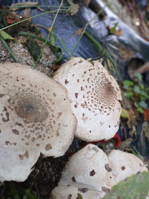 버섯입니다 .식용가능한가요???의 2번 째 이미지