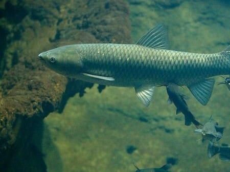 중국에서 들여온 물고기 초어는 왜 우리나라 하천과 호수에서 적응을 못하고 흔적도 없이 사라지게 되었나요?의 0번 째 이미지