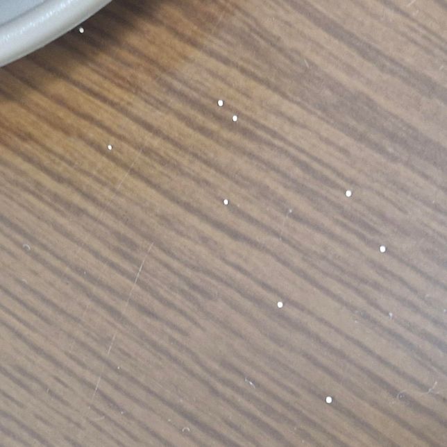 구름이끼에서 알갱이가 나오는데 뭔가요?의 1번 째 이미지