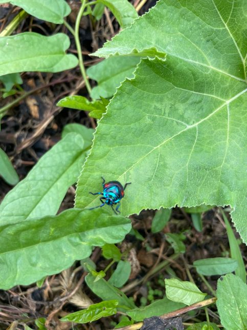 이거 무슨 벌레인가요 ???????의 1번 째 이미지