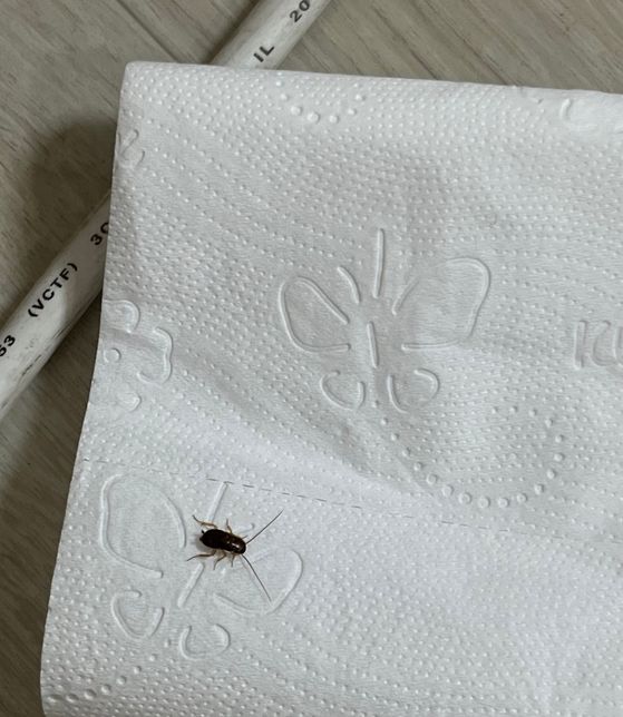 이거 혹시 바퀴벌레 새끼인가요...?의 0번 째 이미지