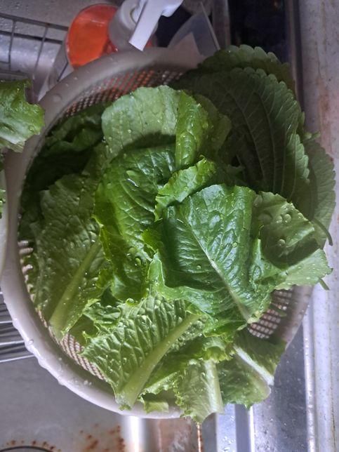 상추 와 깻잎 마늘을오랬동안보관하는방밥부탁드림니다의 0번 째 이미지