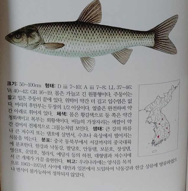 중국에서 들여온 물고기 초어는 왜 우리나라 하천과 호수에서 적응을 못하고 흔적도 없이 사라지게 되었나요?의 3번 째 이미지