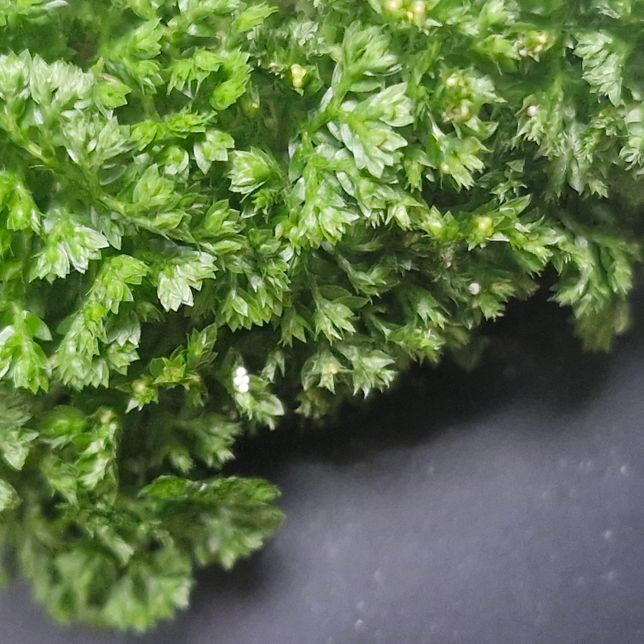 구름이끼에서 알갱이가 나오는데 뭔가요?의 0번 째 이미지