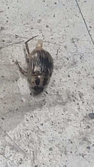 혐주의 이거 벌레이름이 궁금합니다. 위험한녀석인지궁금하네요의 1번 째 이미지