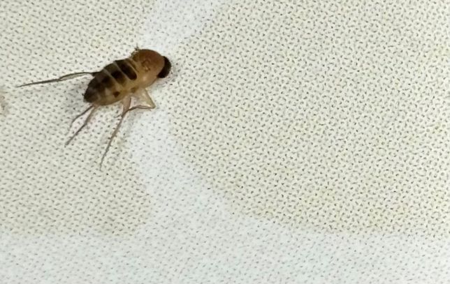 이 벌레 이름이 궁금합니다 알려주세요의 0번 째 이미지