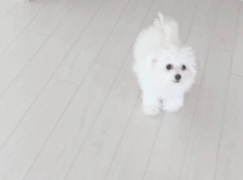 비숑프리제 분양받느려고하는데 몇개눨로 추정되는지 알수있울까욥?의 1번 째 이미지