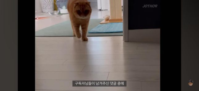 고양이꼬리가 큰이유가 궁금합니다.의 1번 째 이미지
