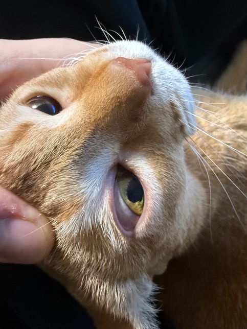 고양이 한쪽 눈이 이상한데 이거 눈병인가요?의 0번 째 이미지