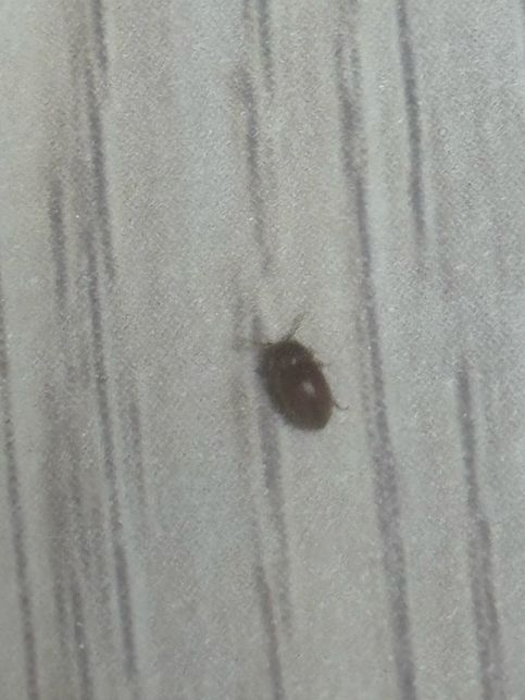 이거 무슨 벌레인가요? 집에서 최근애 꽤 자주 봤어요.의 0번 째 이미지