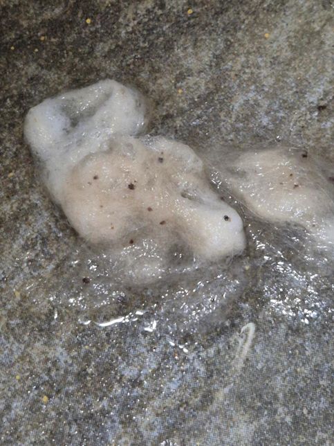 포메 목욕 시키는데 이상한 딱지가 보여요의 0번 째 이미지